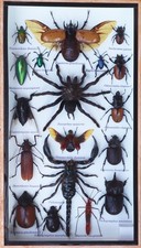 Insect Taxidermy Collection Shadow Box Spider Scorpion Beetle Wood Glass Display picture