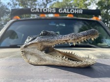 American Alligator Head 5-6 Inches Genuine Documentation Included picture