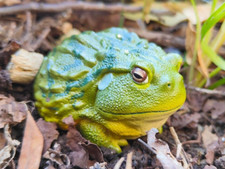 【In-Stock】 Animal Heavenly Body African Bullfrog Frog Collectible Statue picture