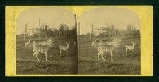 b319, Anon-Unknown Stereoview, #145, Deer, Central Park, New York City, 1880's picture