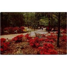 Norfolk Municipal Gardens Maze of Color in Bloom Vintage Postcard SP6-20 picture